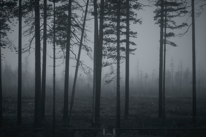 A foggy patch of trees at night