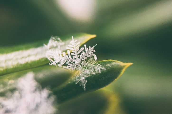 A snowflake sitting on a plant