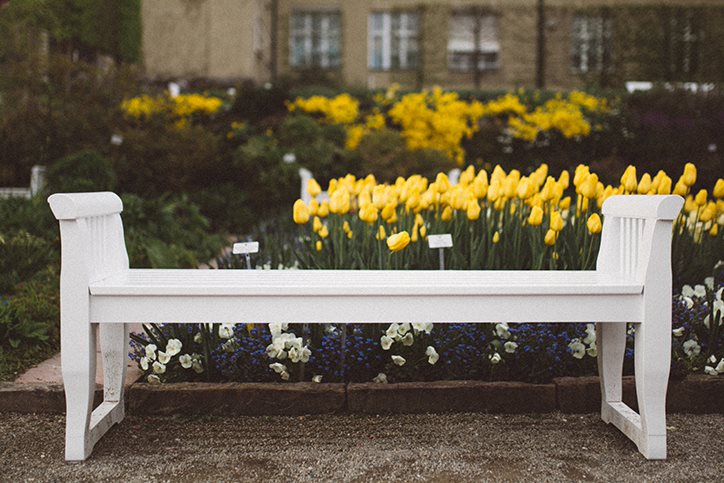 white bench by yellow flowers