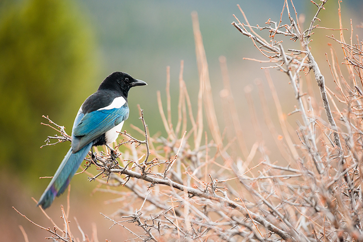 A blue and black bird sitting on a branch
