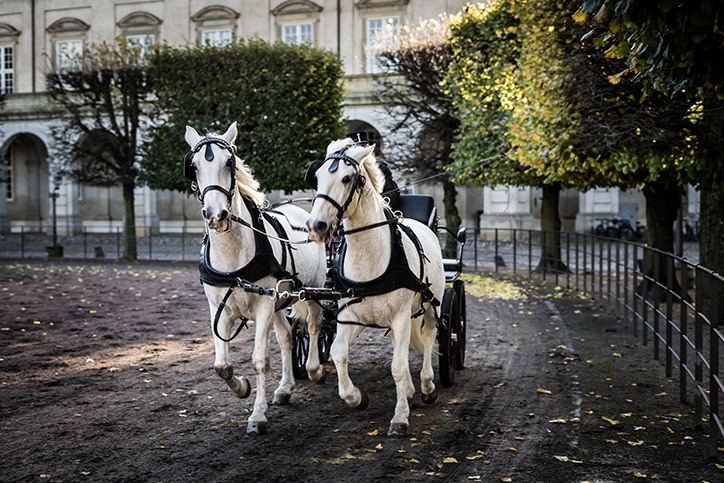 Two white horses pulling a carriage