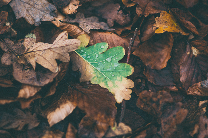 A dying leaf on the ground
