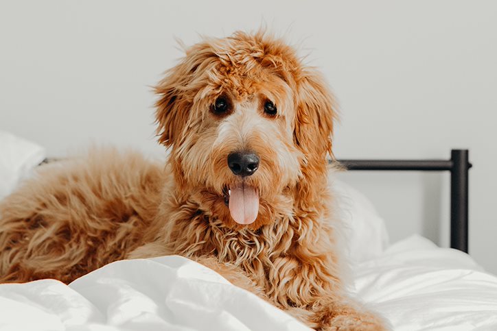 Goldendoodle dog sitting on a bed