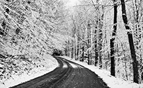 snowy road and forest