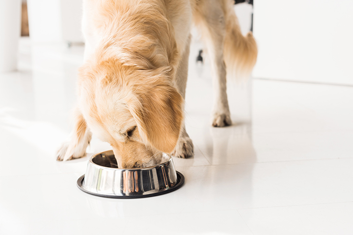 Golden retriever puppy eating out of a bowl on the floor