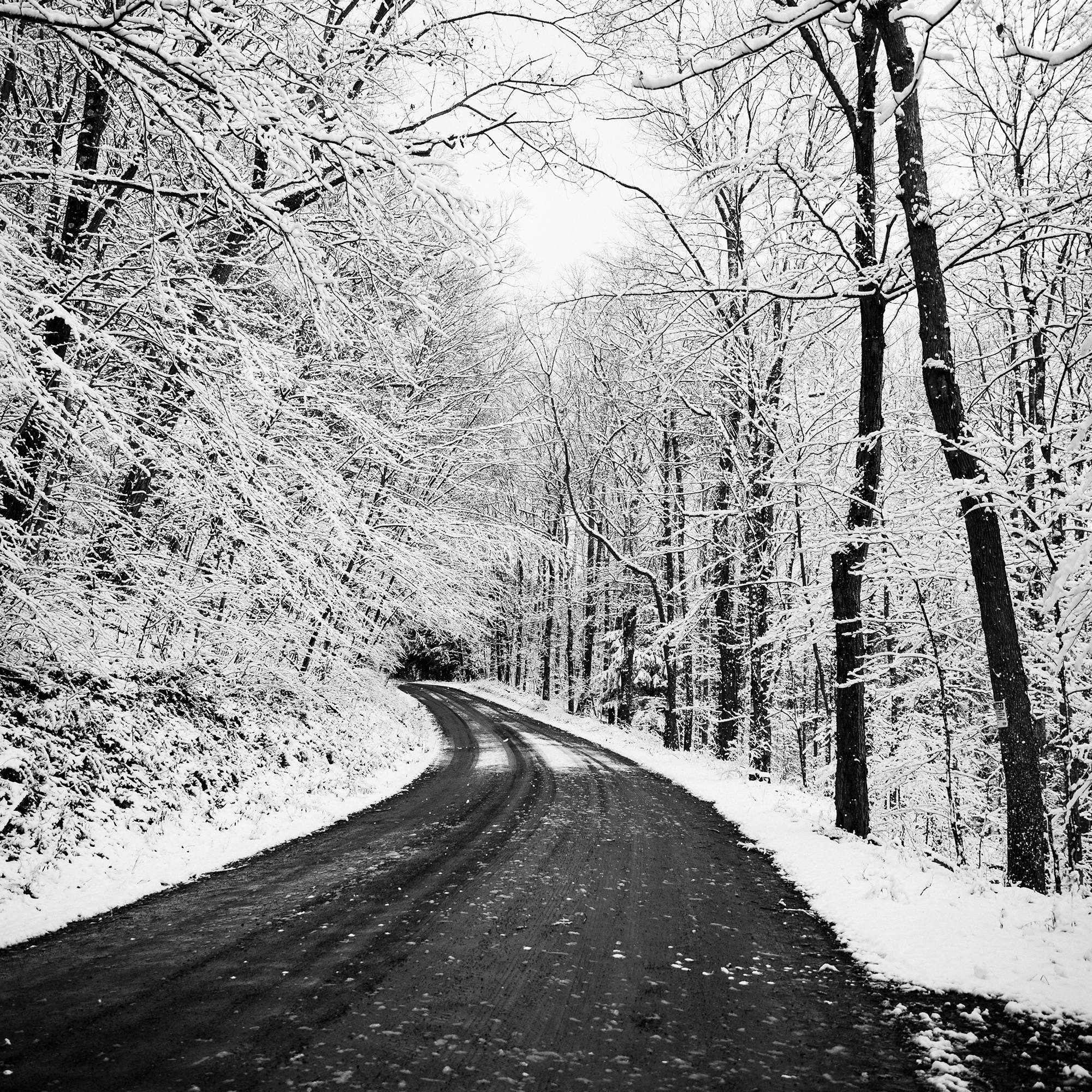 snowy forest and road